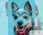 Small #9 Australian Cattle Dog