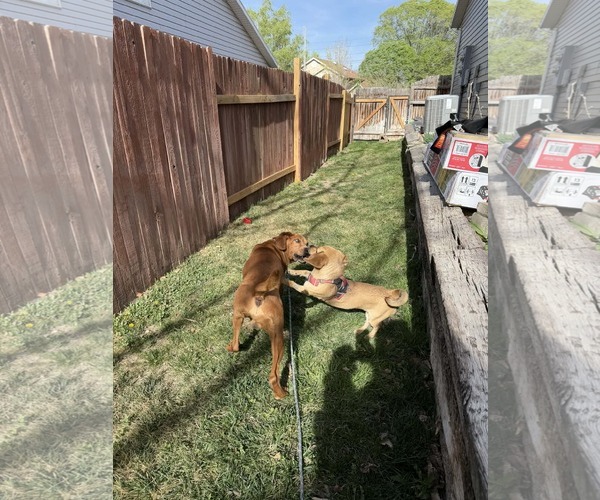 Medium Photo #7 Mutt Puppy For Sale in Sandy, UT, USA