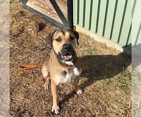 Medium Photo #2 Treeing Walker Coonhound-Unknown Mix Puppy For Sale in Louisville, KY, USA