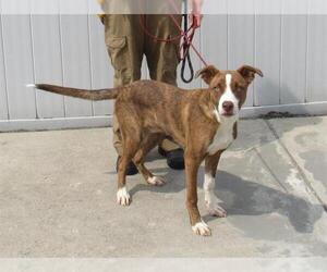 Labrador Retriever-Unknown Mix Dogs for adoption in Louisville, KY, USA