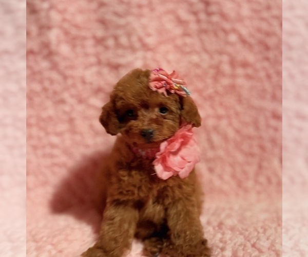 Medium Photo #3 Poodle (Toy) Puppy For Sale in REDLANDS, CA, USA