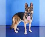Small Photo #2 German Shepherd Dog Puppy For Sale in Pasadena, CA, USA