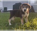 Small #4 Great Pyrenees Mix