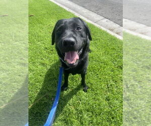 Labrador Retriever Dogs for adoption in San Diego, CA, USA