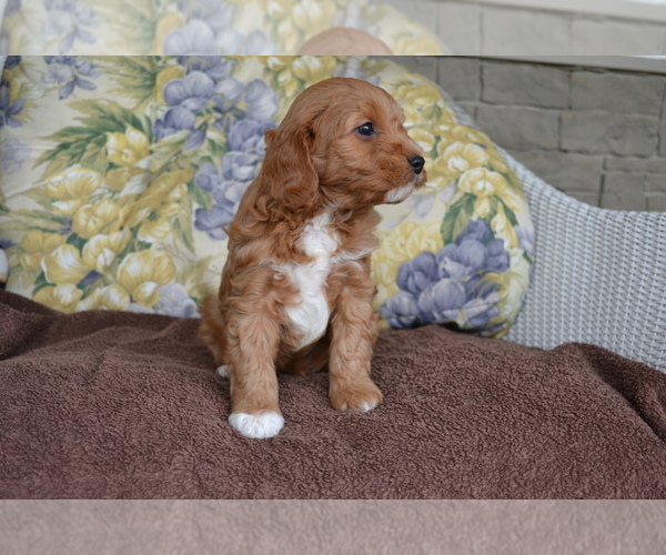 Medium Photo #4 Cavapoo Puppy For Sale in GREENWOOD, WI, USA