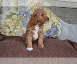 Small Photo #8 Cavapoo Puppy For Sale in GREENWOOD, WI, USA