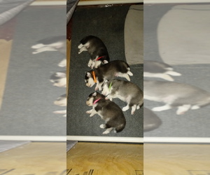 Pomsky Puppy for sale in BRONX, NY, USA