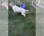 Small #9 Labrador Retriever Mix