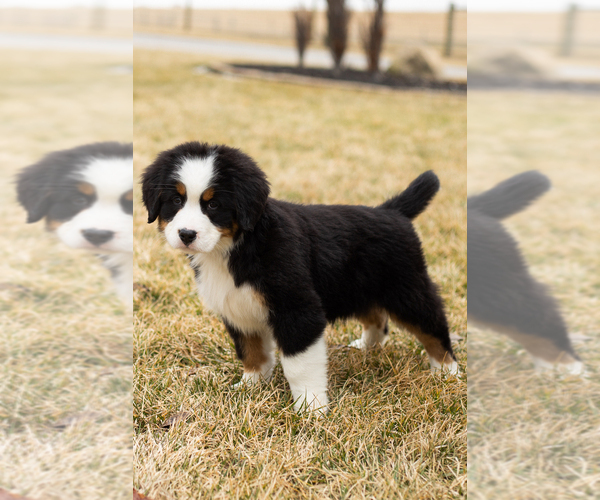 Medium Photo #61 Bernese Mountain Dog Puppy For Sale in MILLERSBURG, IN, USA