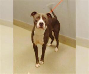 American Pit Bull Terrier-Unknown Mix Dogs for adoption in Las Vegas, NV, USA