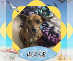 Small Chiweenie