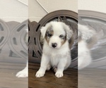 Small Photo #2 Australian Shepherd Puppy For Sale in CROWN POINT, IN, USA