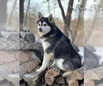 Small Photo #11 Alaskan Klee Kai-Pomsky Mix Puppy For Sale in STAPLES, MN, USA