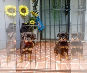 Rottweiler Puppy for Sale in RESEDA, California USA