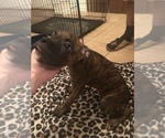 Small Photo #12 Boxer Puppy For Sale in LEXINGTON, KY, USA