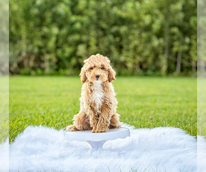 Maltipoo Puppy for sale in GRIFFITH, IN, USA
