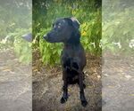 Small #1 Labrador Retriever Mix