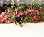 Small #4 Yorkshire Terrier