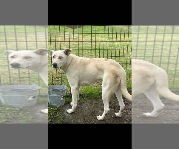 Medium Photo #6 Mutt Puppy For Sale in Abbeville, LA, USA