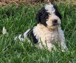 Puppy Daisy Goldendoodle