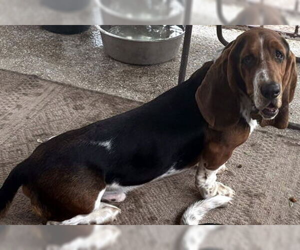 Medium Photo #2 Basset Hound Puppy For Sale in Deepwater, NJ, USA