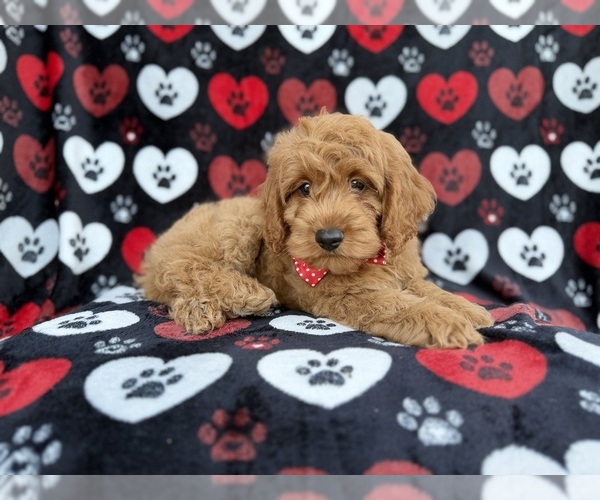 Medium Photo #5 Cock-A-Poo Puppy For Sale in LAKELAND, FL, USA