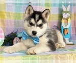 Small Photo #2 Siberian Husky Puppy For Sale in LANCASTER, PA, USA