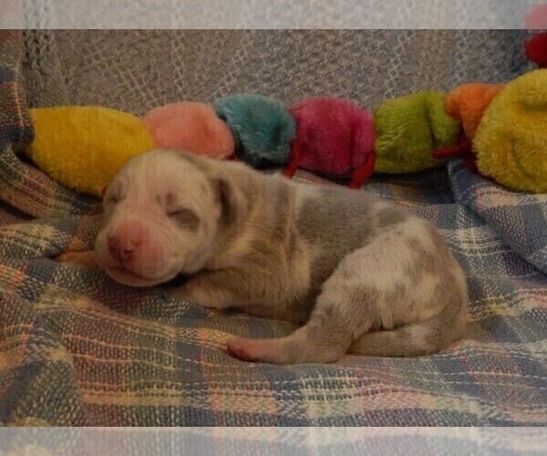 Medium Photo #12 Great Dane Puppy For Sale in SPRAGGS, PA, USA