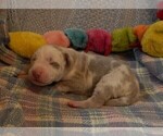 Small #11 Great Dane