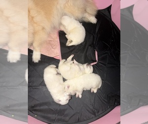 Pomeranian Puppy for sale in HOLLYWOOD, FL, USA