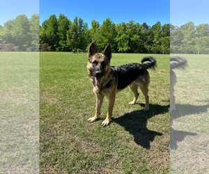 Teddy Bear - Male German Shepherd Dog Dog for Adoption - Photo #3
