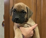 Puppy 1 Bullmastiff