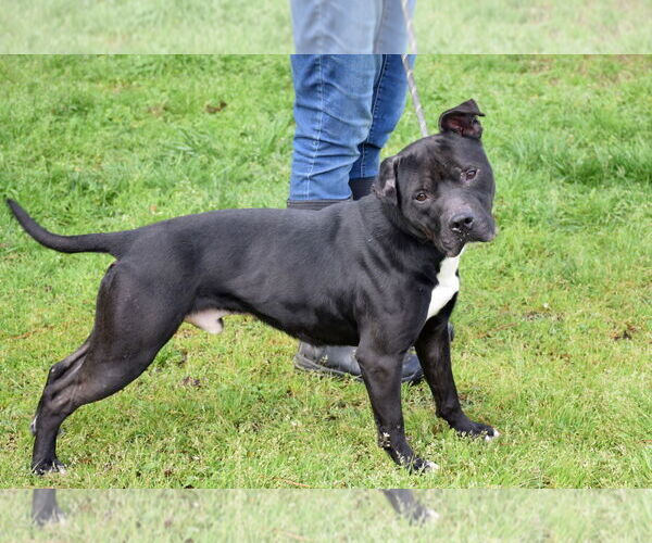 Medium Photo #3 Staffordshire Bull Terrier-Unknown Mix Puppy For Sale in Anniston, AL, USA