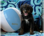 Small #3 Bernedoodle (Miniature)