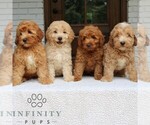Small #1 Goldendoodle (Miniature)