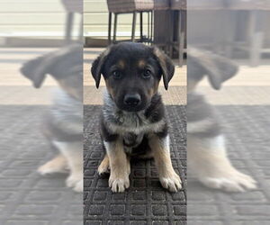 German Shepherd Dog-Unknown Mix Dogs for adoption in Santa Cruz, CA, USA