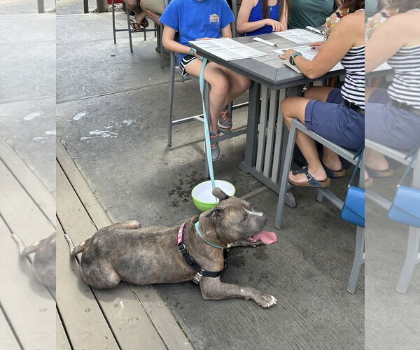 Medium Photo #6 American Pit Bull Terrier-Unknown Mix Puppy For Sale in Millersville, MD, USA