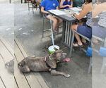 Small #5 American Pit Bull Terrier Mix