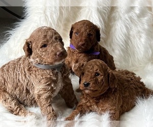 Poodle (Miniature) Puppy for sale in SAINT GEORGE, UT, USA