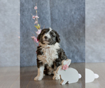 Small Photo #3 Aussiedoodle Miniature  Puppy For Sale in MONTROSE, CO, USA