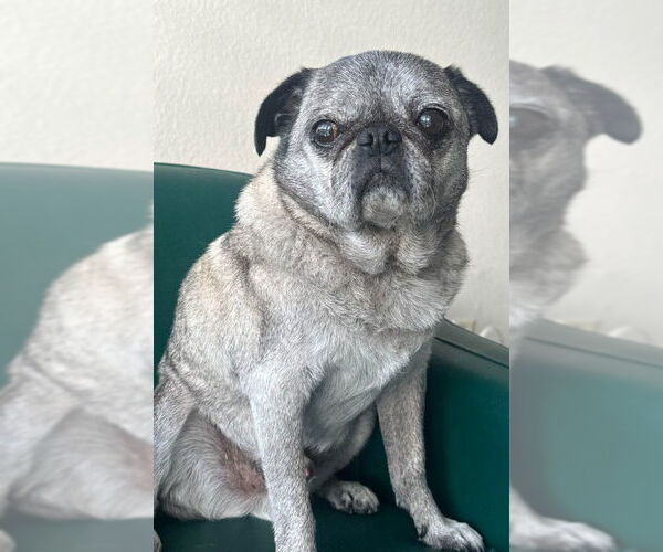 Medium Photo #6 Pug Puppy For Sale in San Diego, CA, USA