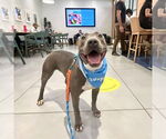 Small #8 American Staffordshire Terrier Mix