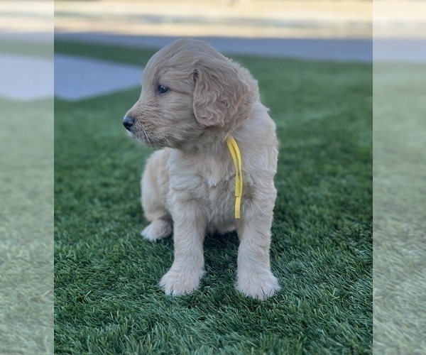 Medium Photo #13 Goldendoodle Puppy For Sale in PHOENIX, AZ, USA
