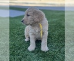 Small #12 Goldendoodle