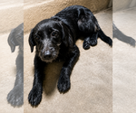 Small #5 Mutt