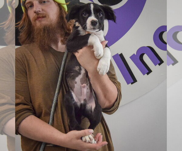 Medium Photo #5 Border Collie-Unknown Mix Puppy For Sale in Huntley, IL, USA
