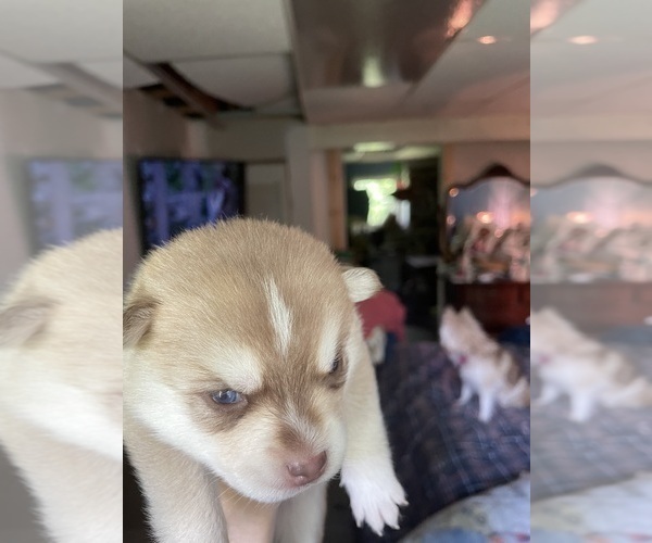 Medium Photo #7 Pomsky Puppy For Sale in NORWICH, NY, USA
