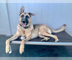 Polo - Courtesy Listing - Male German Shepherd Dog Dog for Adoption - Photo #3