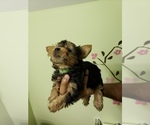 Puppy 2 Yorkshire Terrier