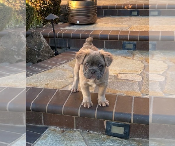 Full screen Photo #6 French Bulldog Puppy For Sale in SAN JOSE, CA, USA